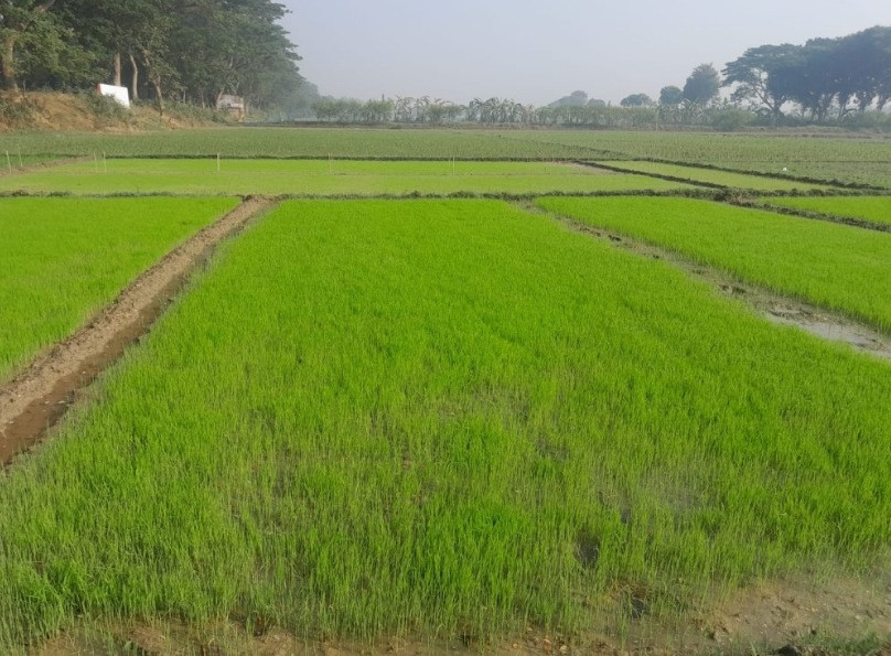 চুয়াডাঙ্গায় বোরো বীজতলায় শীত-কুয়াশায় ক্ষতির আশংখা
